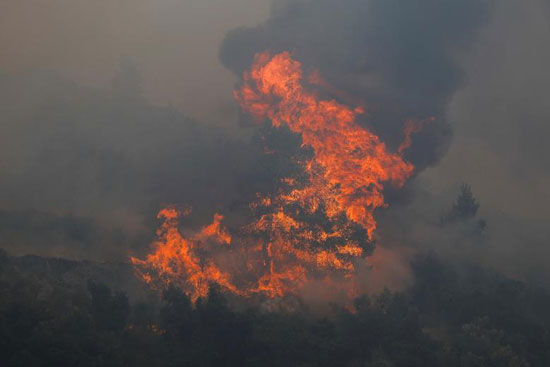 حرائق الغابات فى اليونان (13)