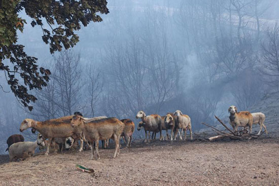 حرائق الغابات فى اليونان (4)