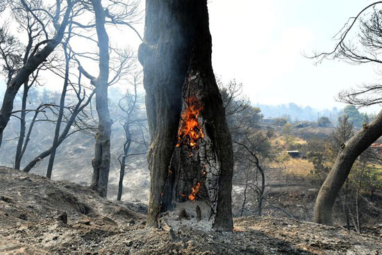 حرائق الغابات فى اليونان (10)