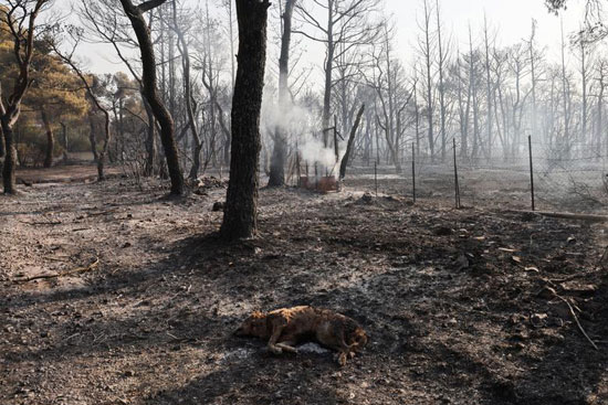 حرائق الغابات فى اليونان (2)
