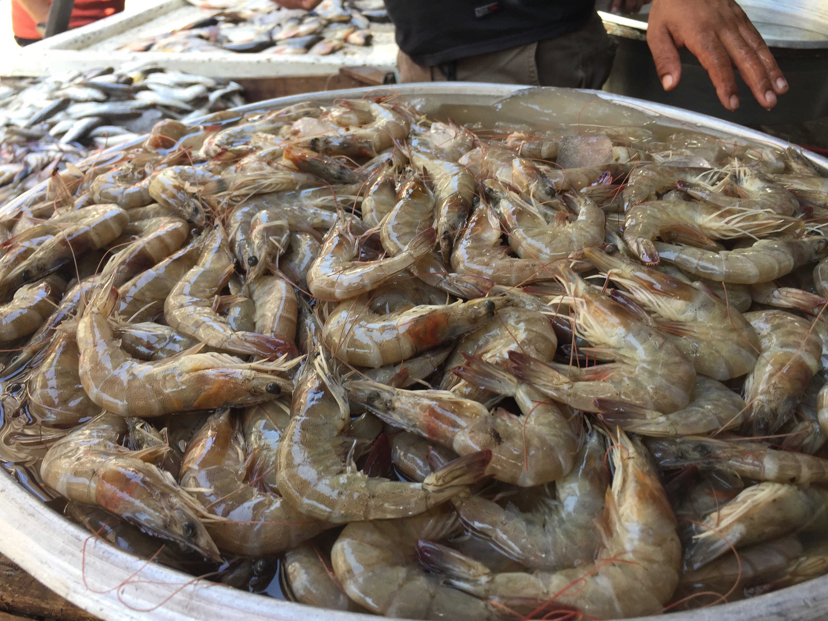 الجمبرى بسوق الإسماعيلية للإسماك الجمبرى بسوق الإسماعيلية للإسماك