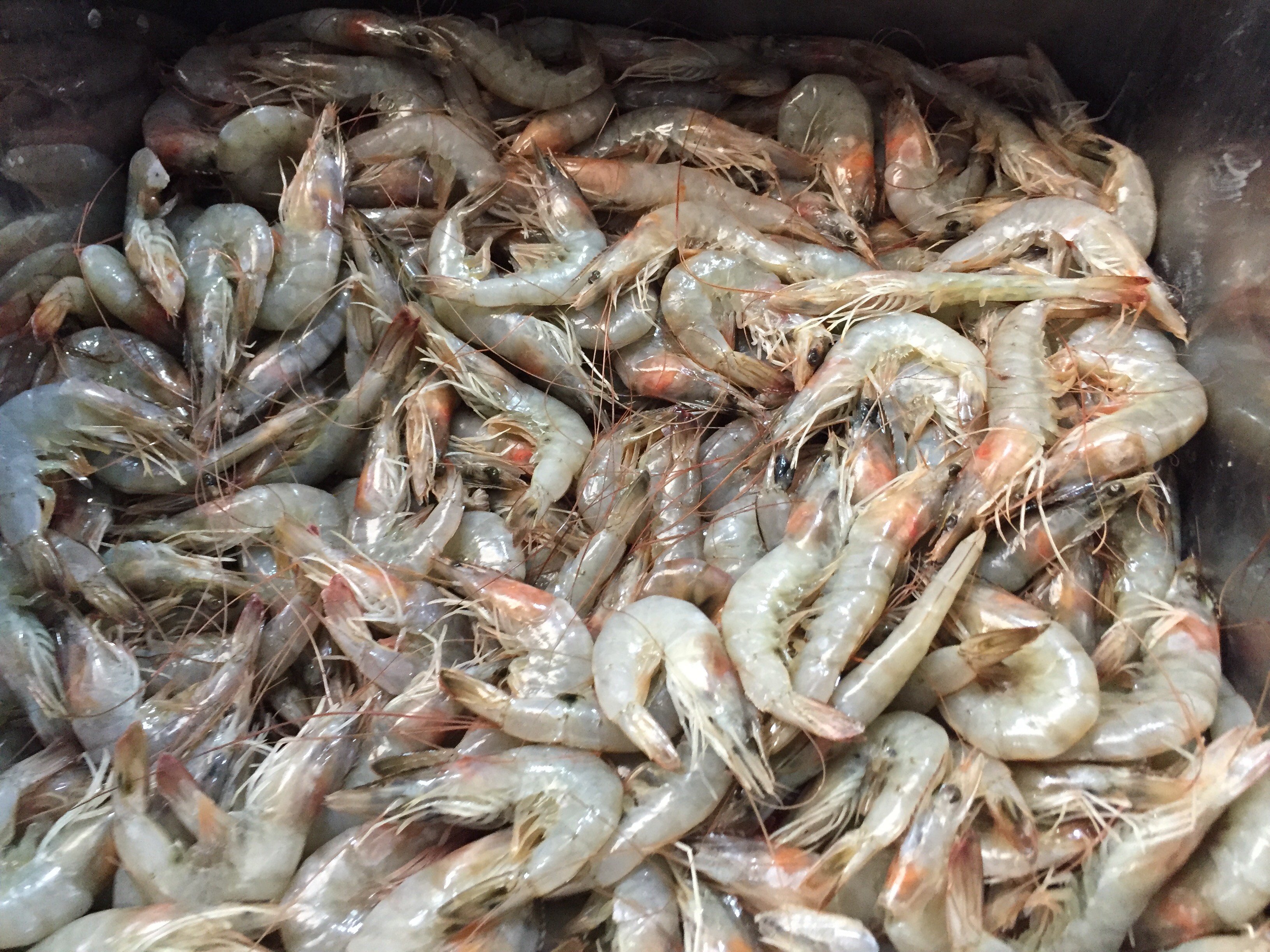 الجمبرى بالسوق الجمبرى بالسوق