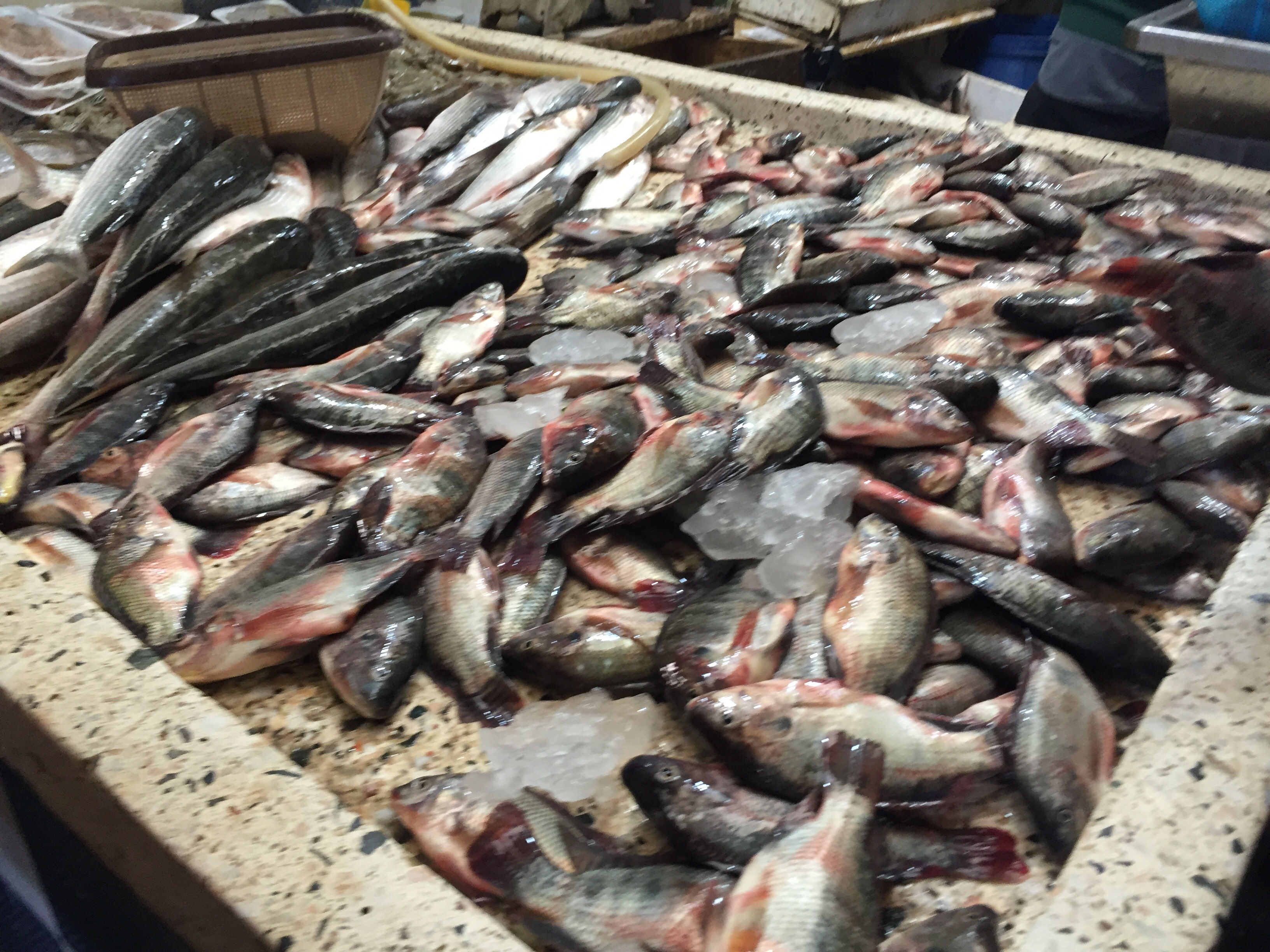 منتجات الأسماك بسوق الإسماعيلية