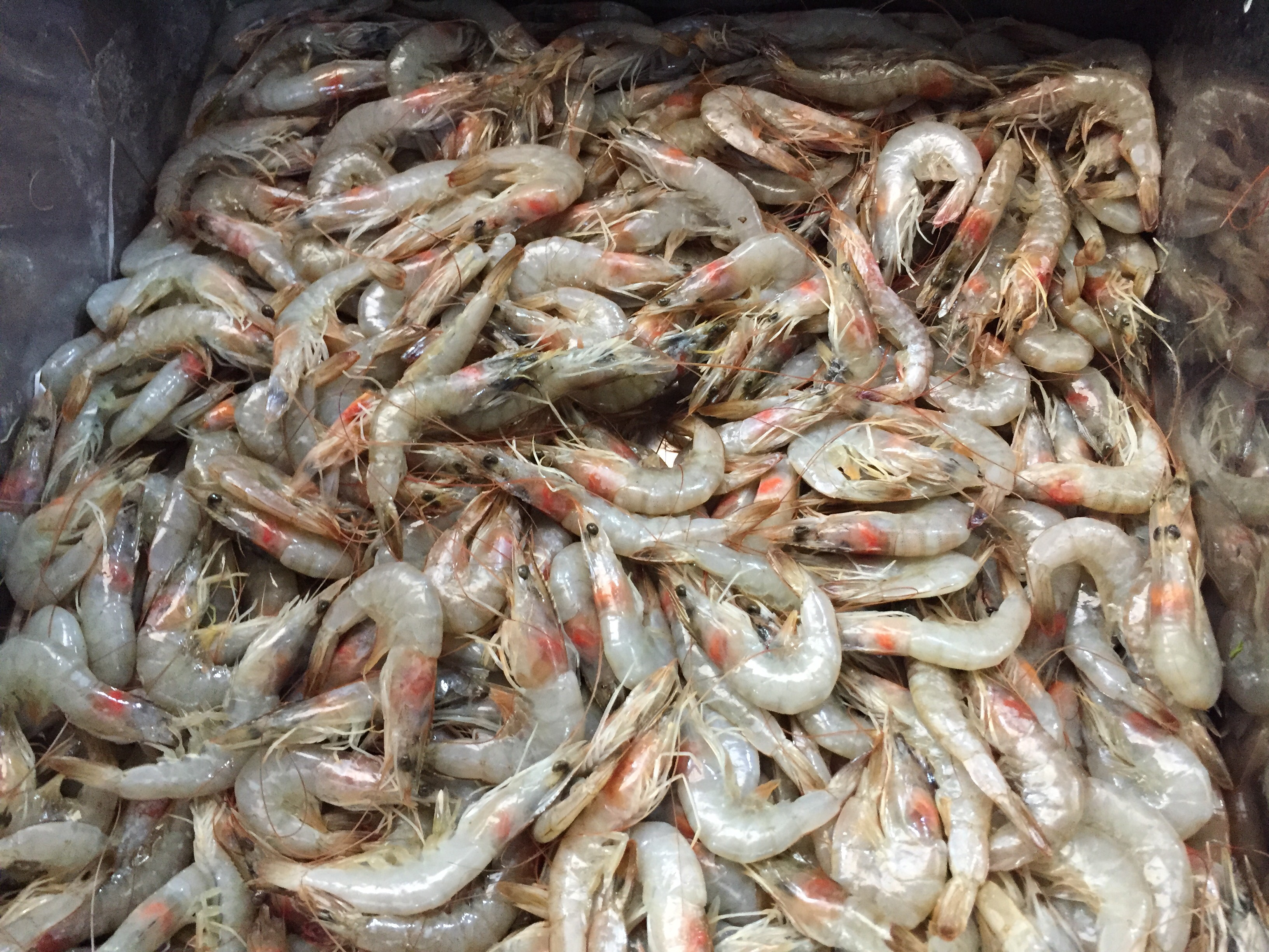 الجمبرى المعروض بالسوق الجمبرى المعروض بالسوق