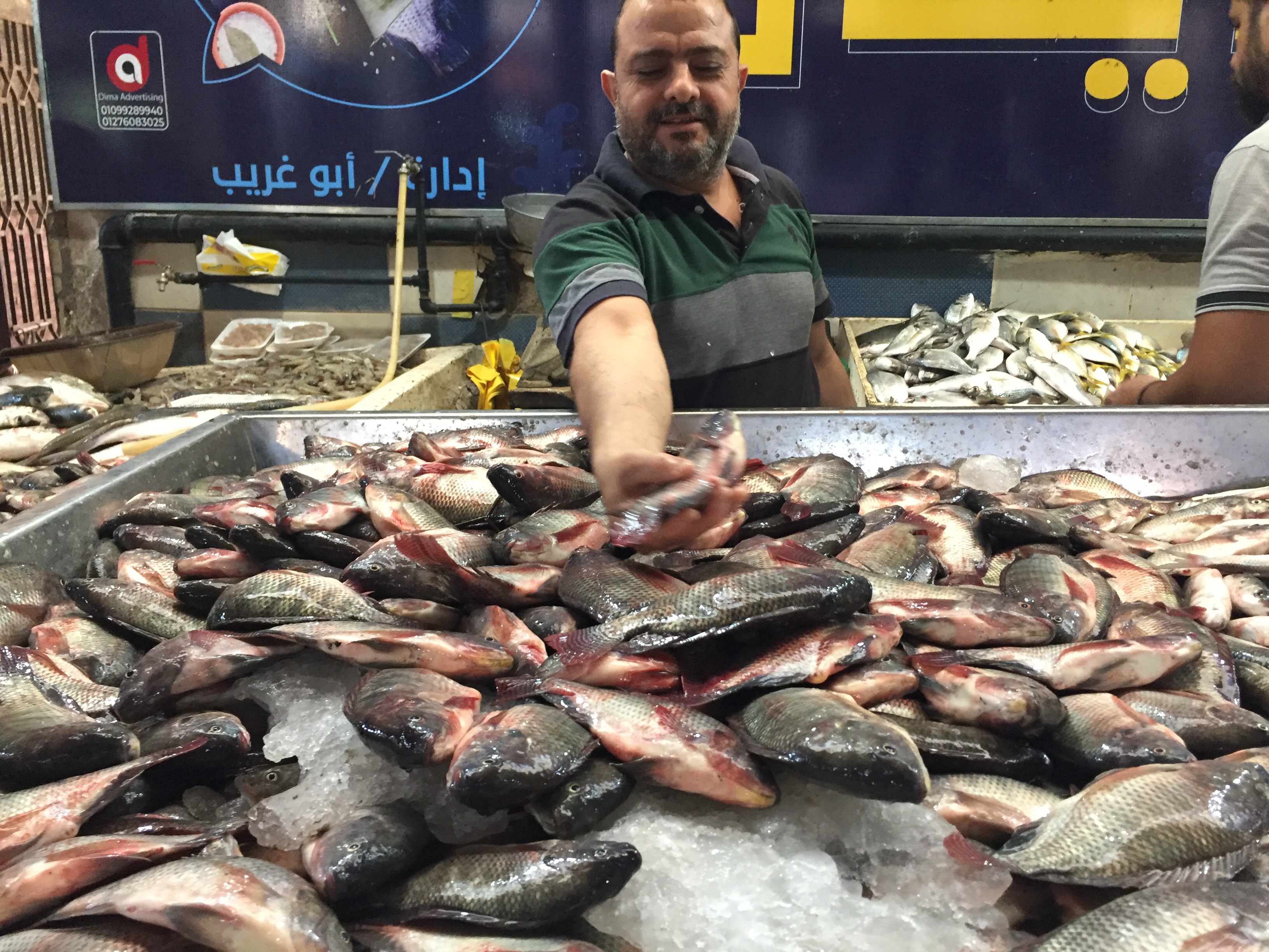 أحد تجار سوق الإسماعيلية يعرض سمك الشبار