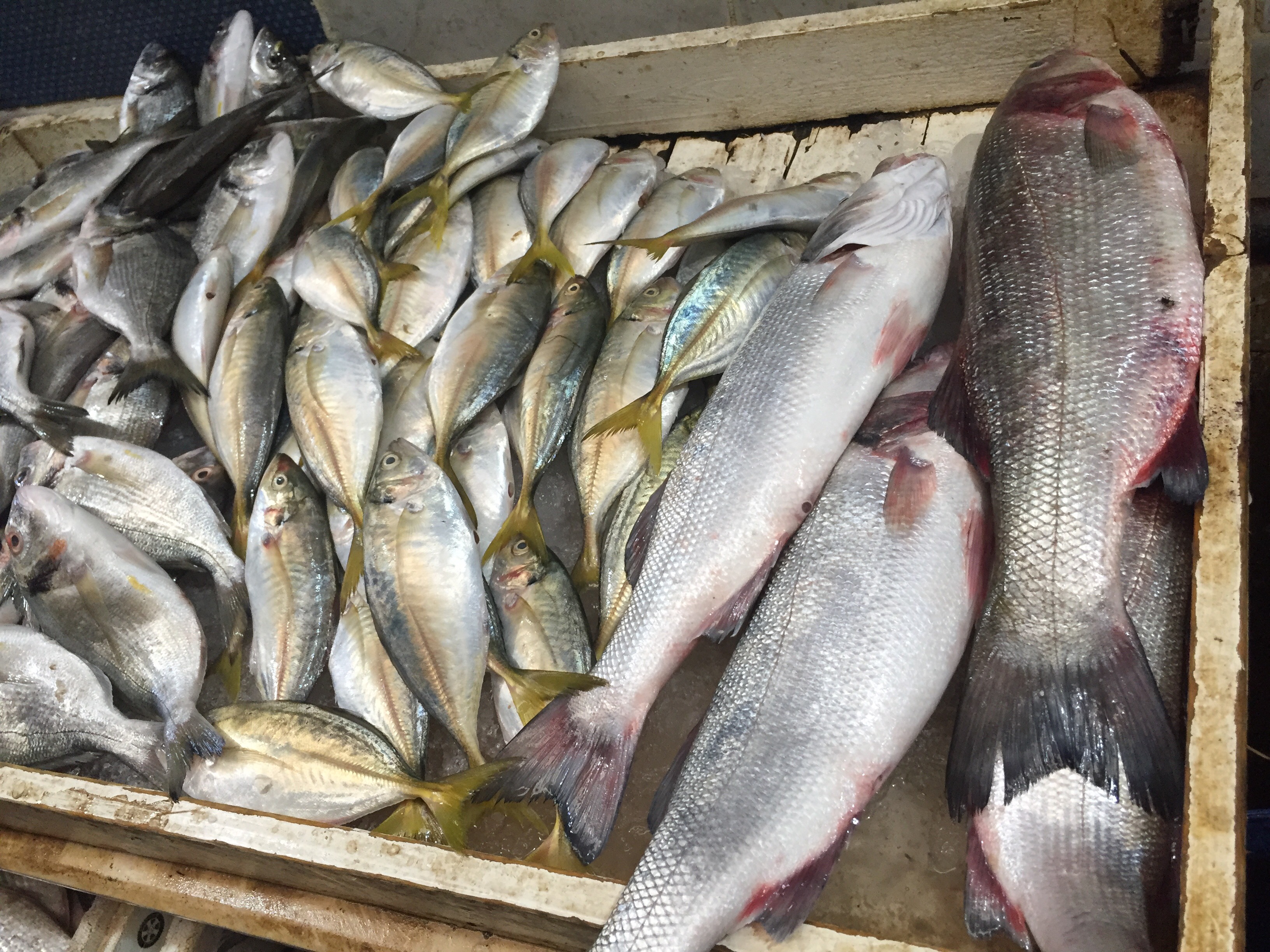انواع السمك بسوق الإسماعيلية
