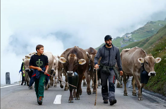 عودة رحلة الأبقار لمراعى سويسرا