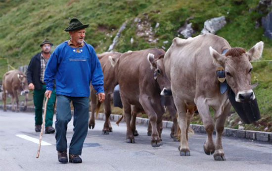 يقوم الرعاة في سويسرا، في فصل الصيف، بإرسال أبقارهم للرعي في مروج جبال الألب المرتفعة