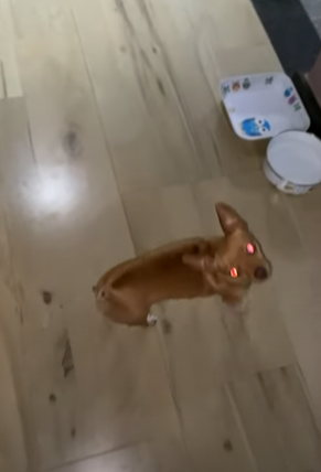 الكلب بعيون حمراء