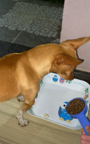 dog before eating