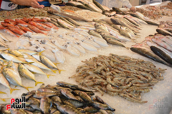 سوق الأسماك بمحافظة بورسعيد