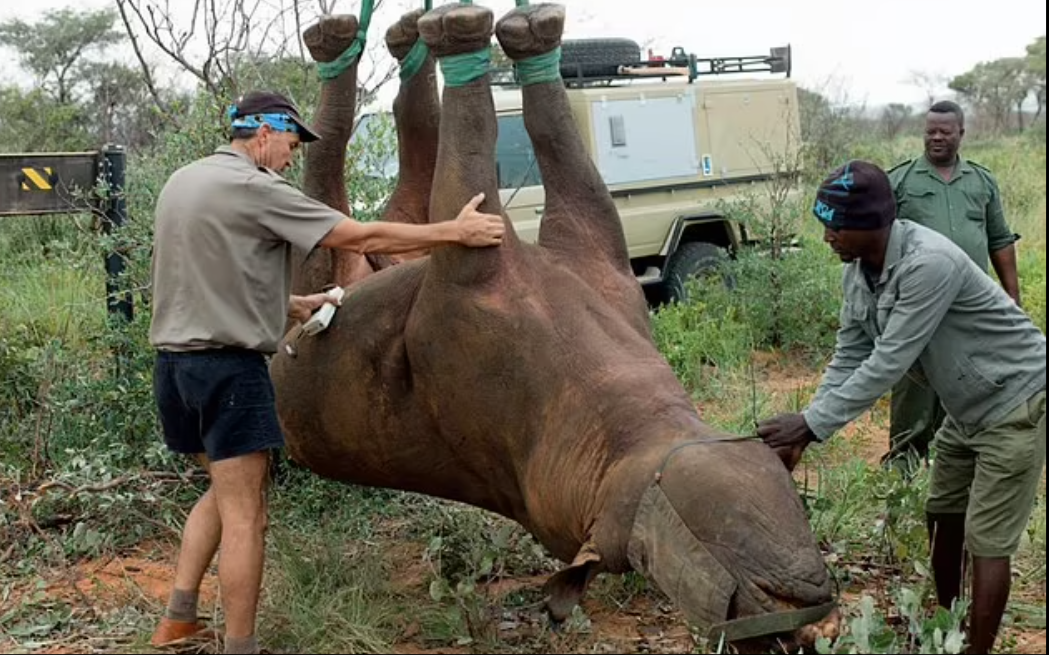 نقل وحيد القرن بالمقلوب