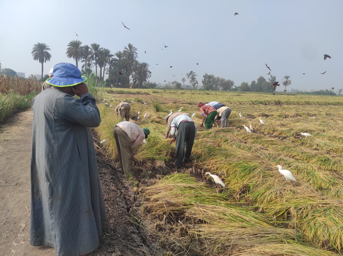  إنطلاق موسم حصاد محصول الأرز (4)
