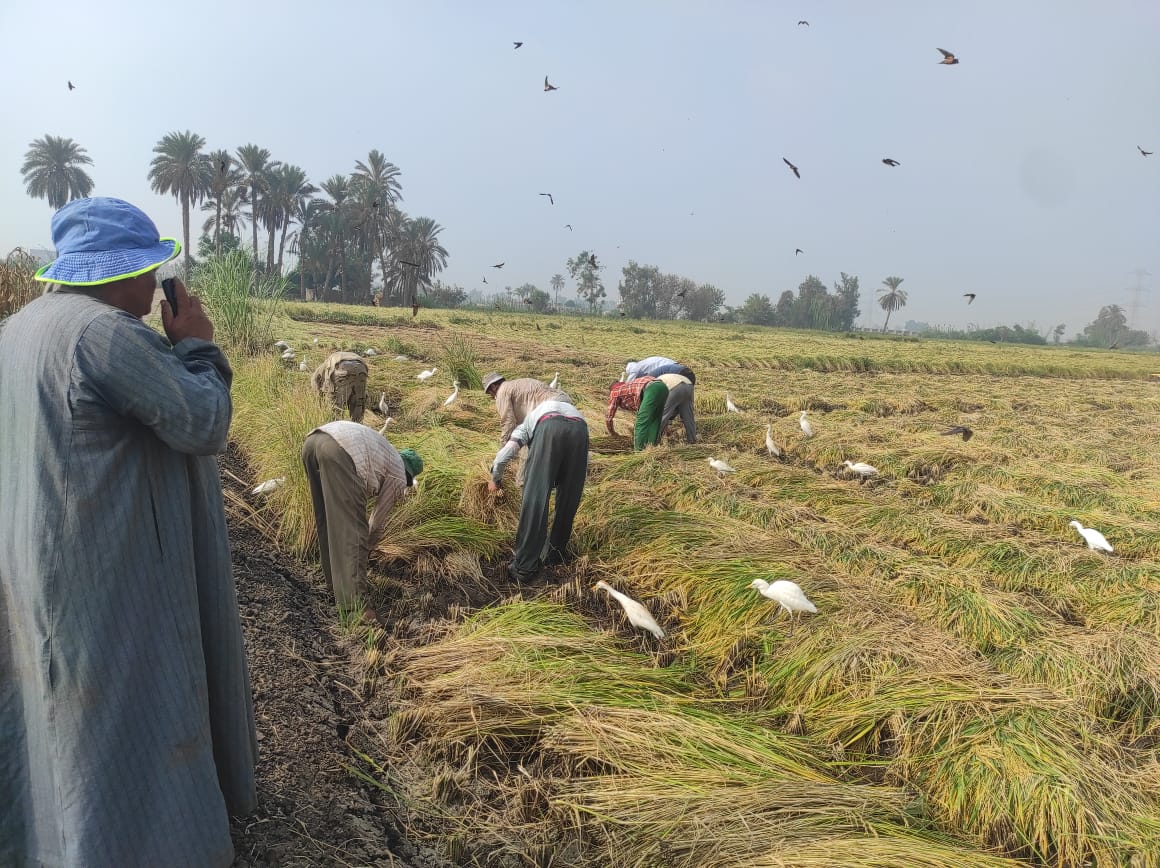  إنطلاق موسم حصاد محصول الأرز (3)