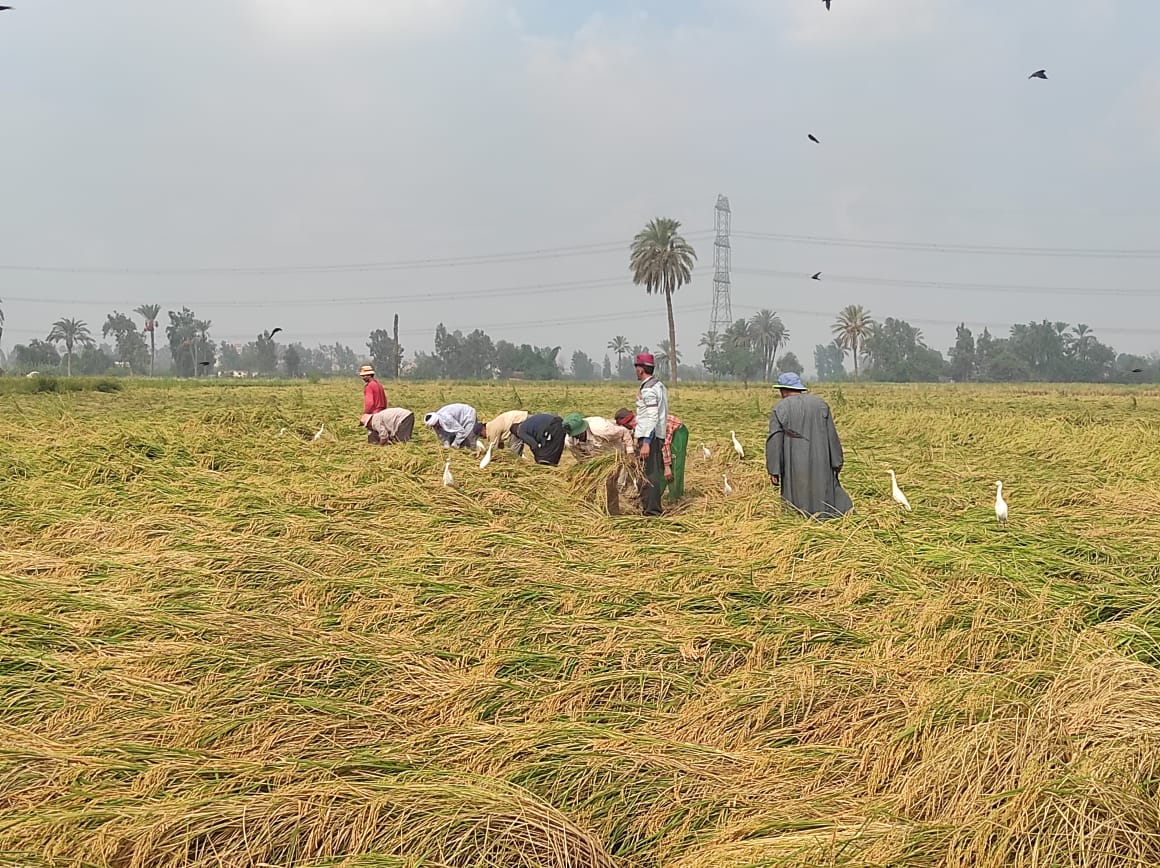  إنطلاق موسم حصاد محصول الأرز (1)