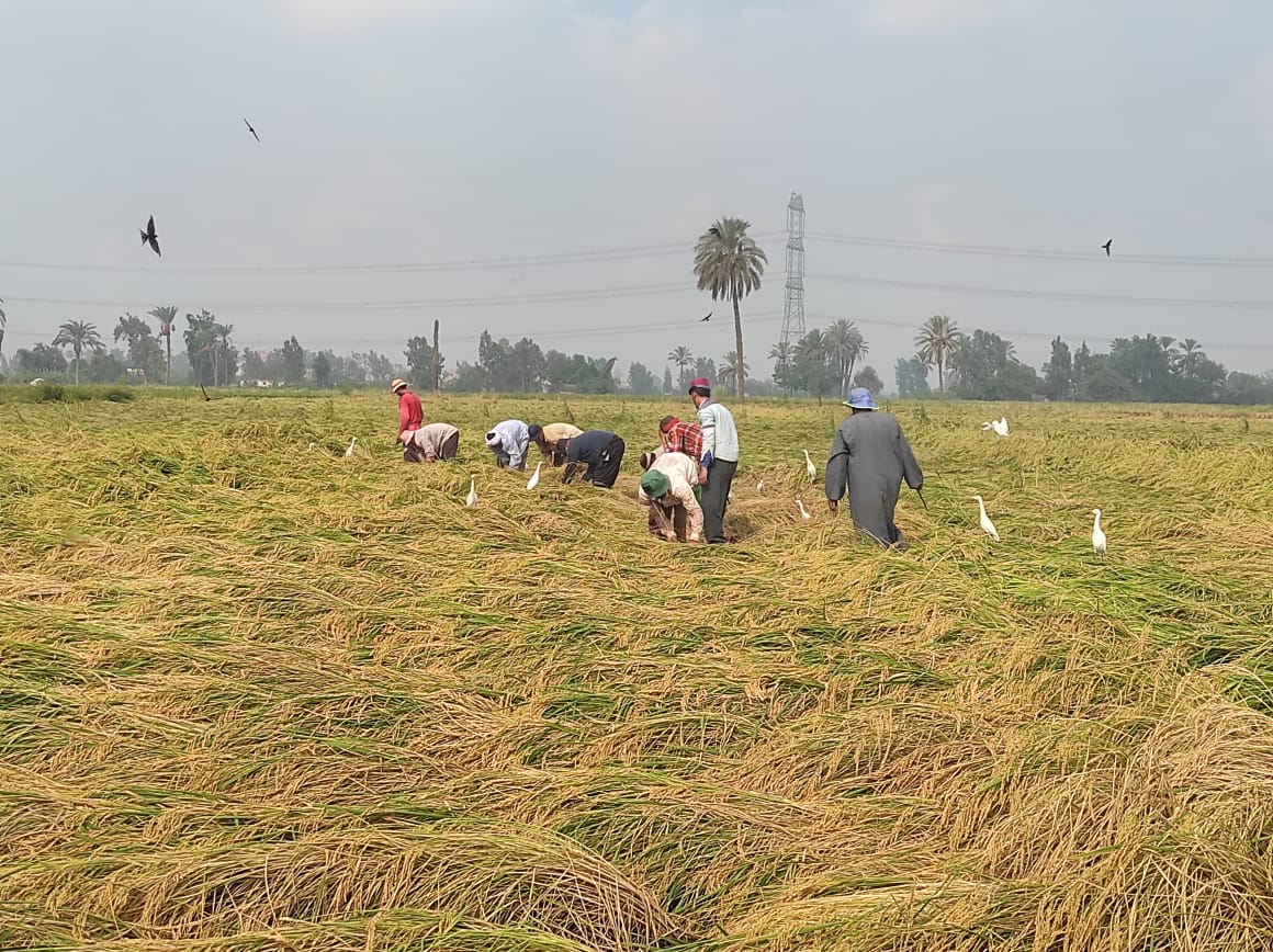  إنطلاق موسم حصاد محصول الأرز (2)
