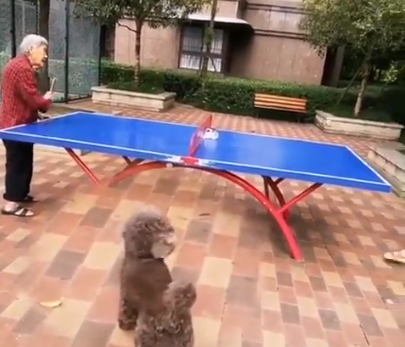 The lady is playing table tennis