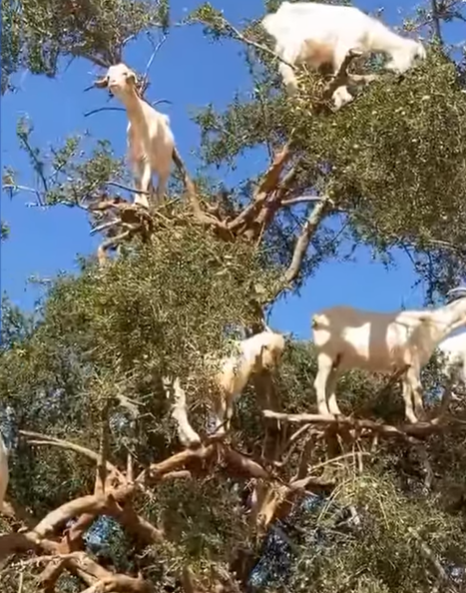الماعز