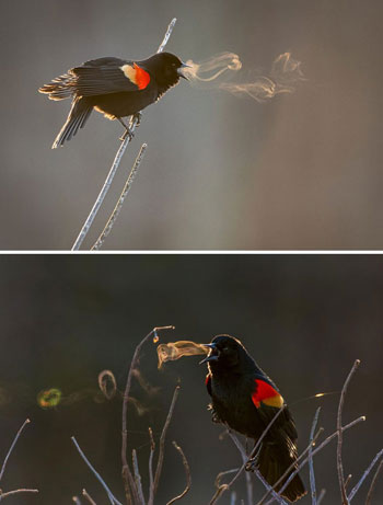 بخار يصدر من الطيور فى درجة البرودة القصوى