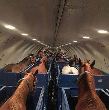 مجموعة من الخيول على متن طائرة