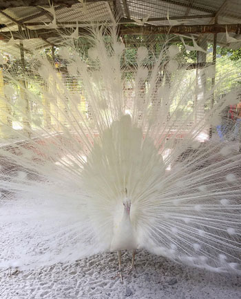طاووس ألبينو أبيض الريش