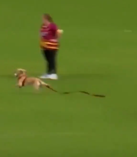 The dog breaks into the match