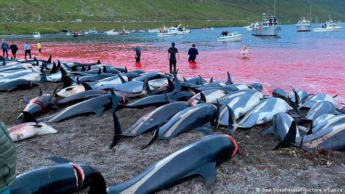 ذبح 1400 من الدلافين