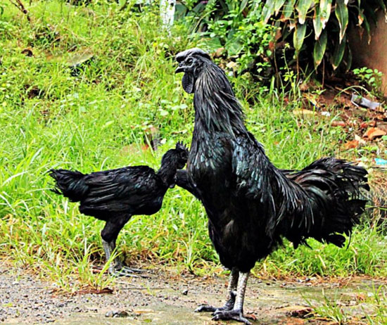 دجاج اللامبورجينى الأسود