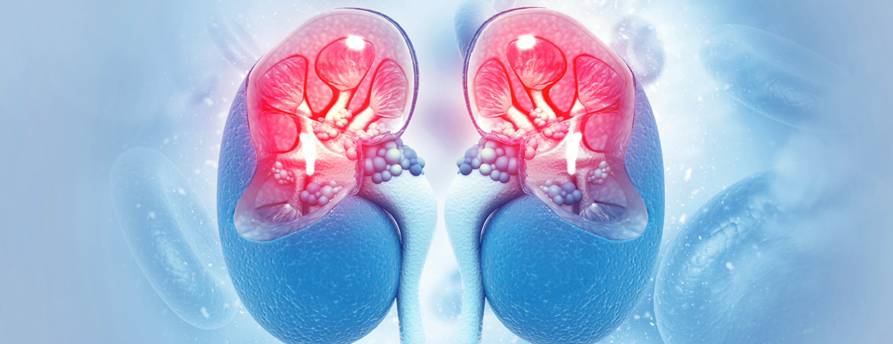 renal-scan-2x