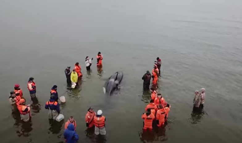 Baby whale rescue