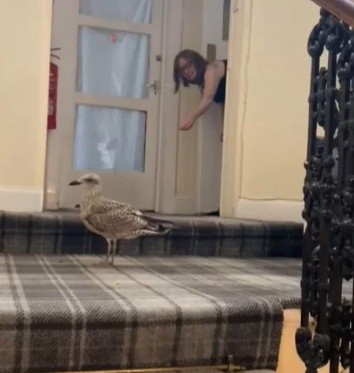 امرأة تفاجئ بالطائر فى منزلها