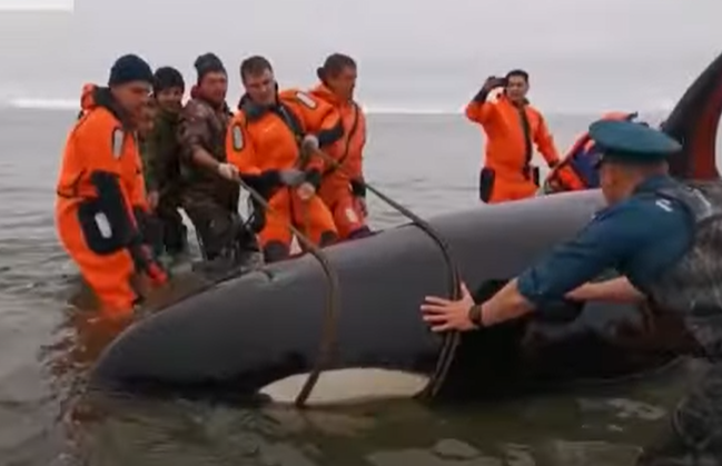 محاولة انقاذ الحوت