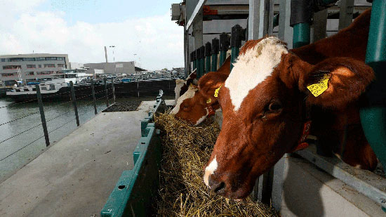 مزرعة أبقار هولندا العائمة