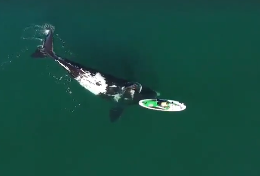 الحوت يقترب من القارب