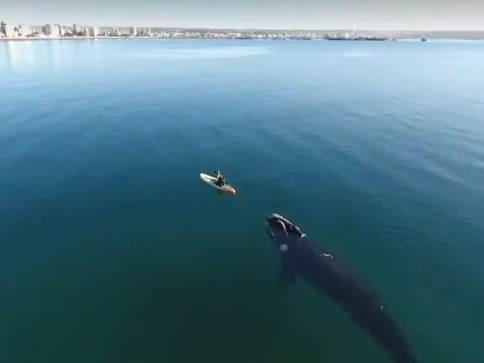 الحوت يتبع القارب