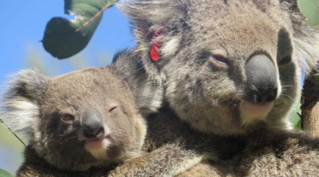 حيوانات الكوالا فى استراليا