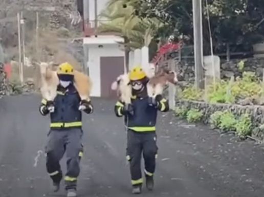 رجال الاطفاء يحملون الحيوانات