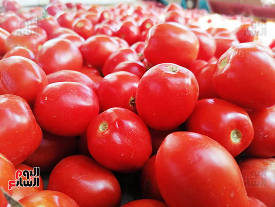 اجود-انواع-الطماطم-فى-السوق