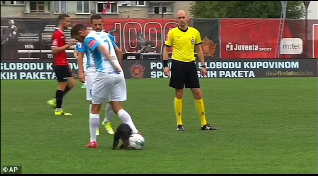 Nutmeg Football. Dog invades the Pitch and catches the Ball during a Turkish Soccer Match.