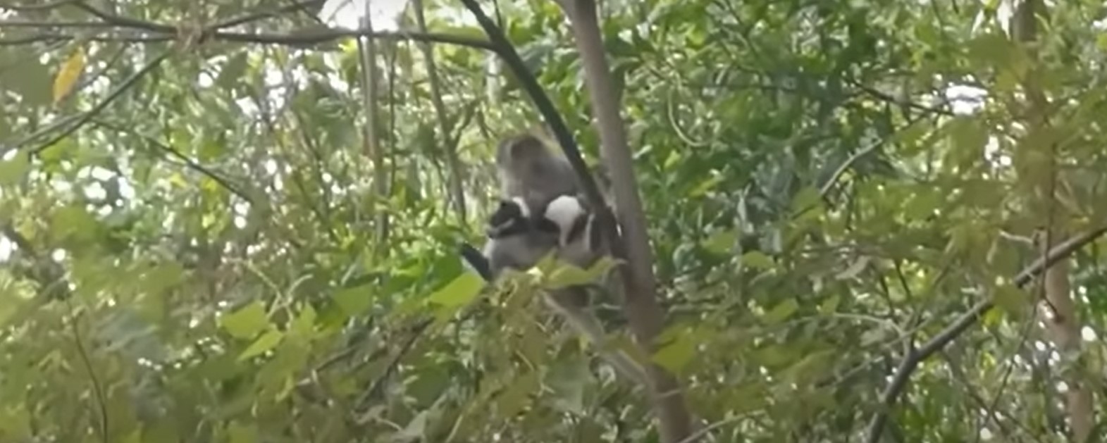 القرد يمسك بالكلب الصغير أعلى الشجرة