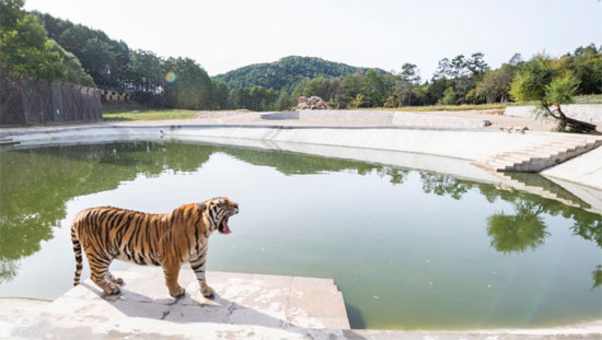 النمور السيبيرية فى حديقة  غابات الصين