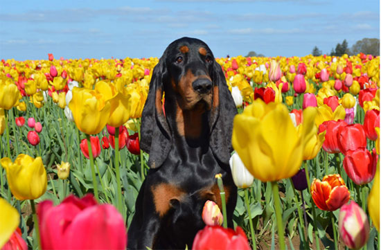 الكلب لو وسط الزهور