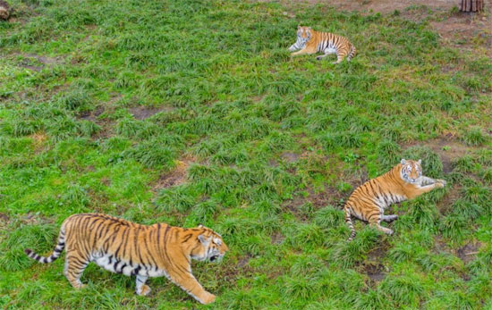 مجموعة من النمور السيبيرية