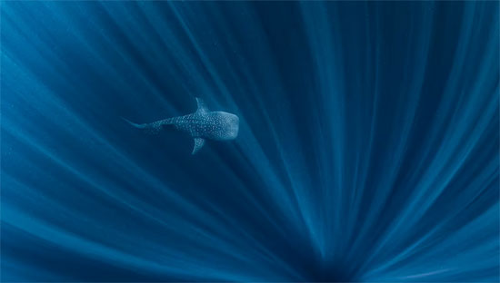 الصورة لقرش الحوت يسبح في أعماق  في غرب أستراليا