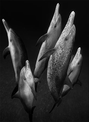 في هذه الصورة الرائعة بالأبيض والأسود ، التقط دلافين الأطلسي المرقطة تسبح