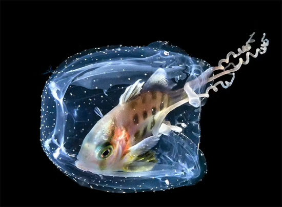 سمكة صغيرة جدًا تحمي نفسها في صندوق قنديل البحر