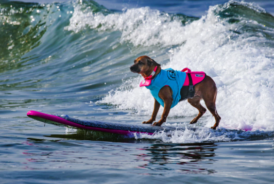 بـ مهرجان البرازيل.. كلاب تستعرض مهاراتها فى التزلج على الأمواج(بالصور)