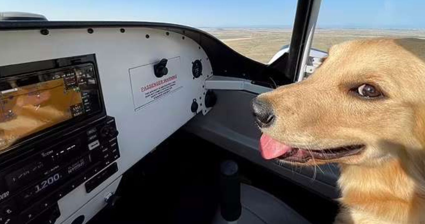 كلب فى الطائرة