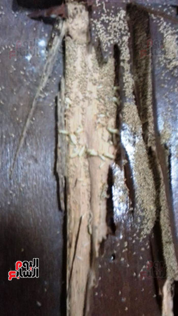 جانب-من-آثار-النمل-الابيض-على-الخشب