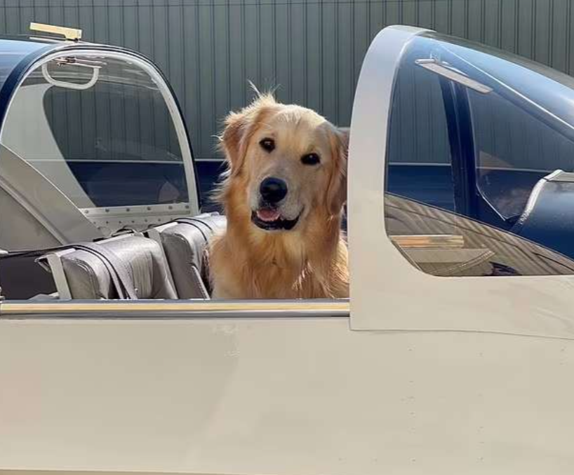 أحد الكلبين فى الطائرة